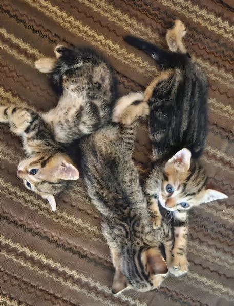 Gattini cercano famiglia | Foto 0