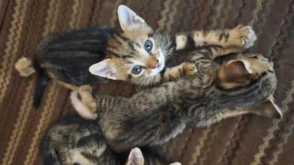 Gattini cercano famiglia