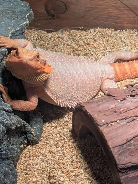 Pogona Red/orange