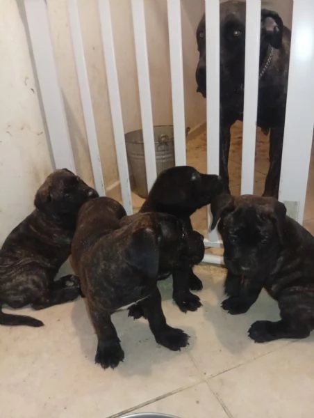 Presa dogo canario 