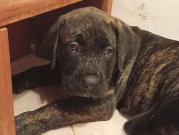 Presa dogo canario  | Foto 0