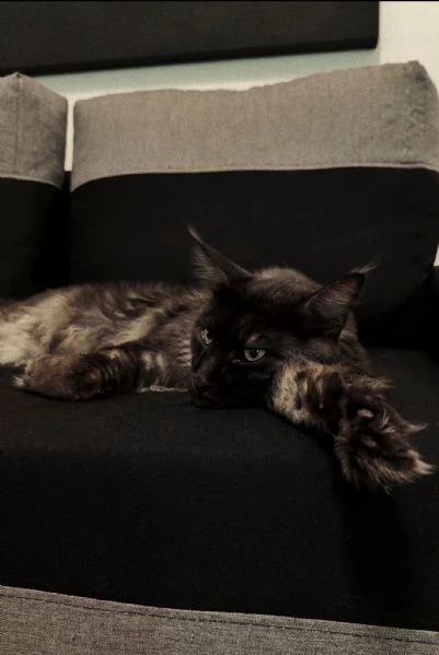 Isaac, Maine Coon dolcissimo cerca famiglia affidabile | Foto 1
