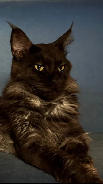 Isaac, Maine Coon dolcissimo cerca famiglia affidabile | Foto 0