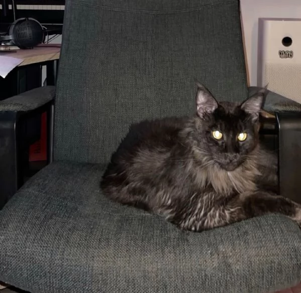 Isaac, Maine Coon dolcissimo cerca famiglia affidabile