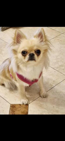 CHIHUAHUA FEMMINA ?? – 2,2 KG – DOLCISSIMA E TRANQUILLISSIMA