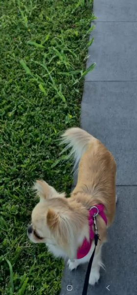 CHIHUAHUA FEMMINA ?? – 2,2 KG – DOLCISSIMA E TRANQUILLISSIMA | Foto 1
