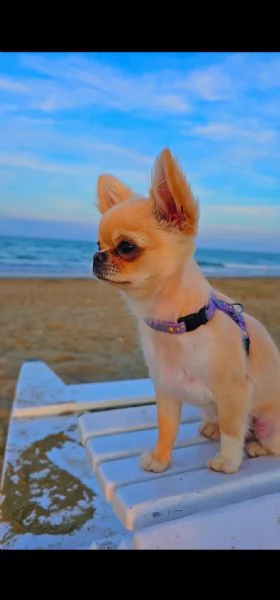 CHIHUAHUA FEMMINA ?? – 2,2 KG – DOLCISSIMA E TRANQUILLISSIMA | Foto 0
