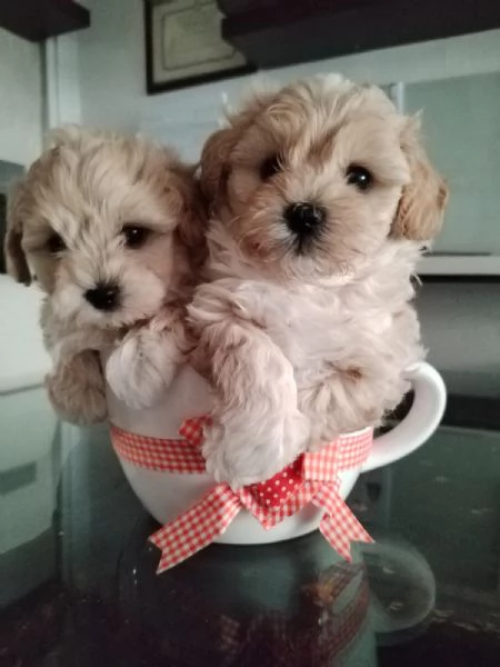 MALTIPOO MASCHIO (VARESE)