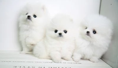 Spitz di pomerania