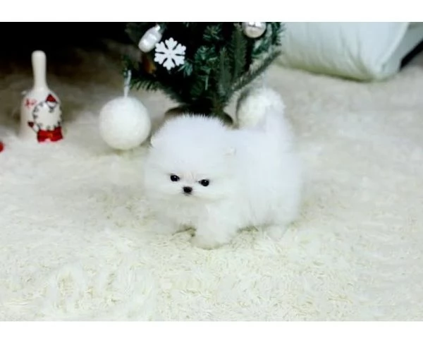 Spitz di pomerania | Foto 1