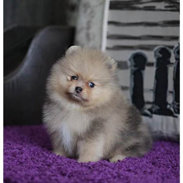Spitz di pomerania | Foto 0