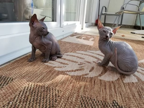  Sphynx del Gattini registrati di qualit?