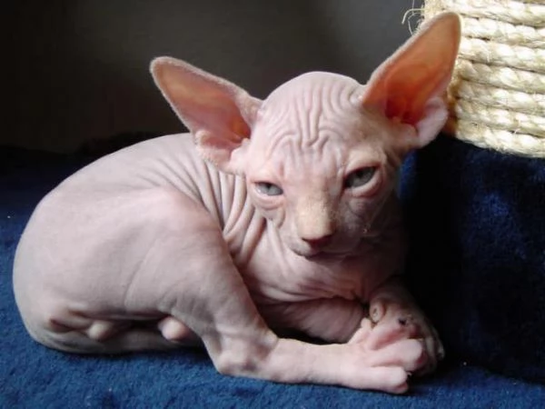   Sphynx del Gattini registrati di qualit? | Foto 1