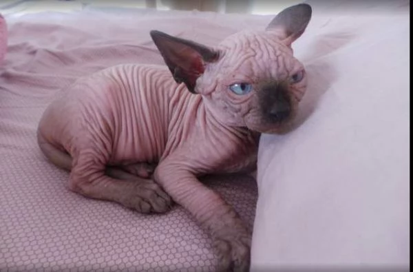   Sphynx del Gattini registrati di qualit? | Foto 0