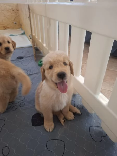 Cuccioli di golden retriever