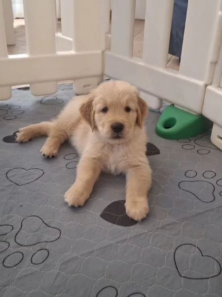 Cuccioli di golden retriever | Foto 6