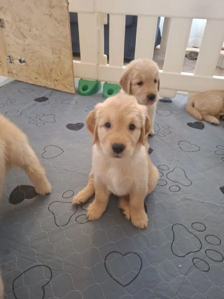 Cuccioli di golden retriever | Foto 5