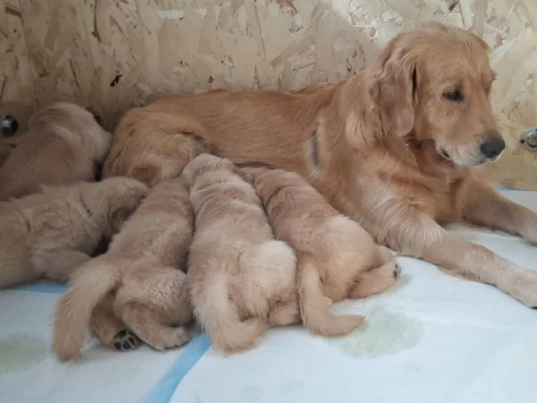Cuccioli di golden retriever | Foto 4