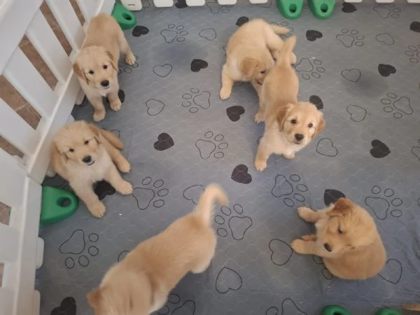 Cuccioli di golden retriever | Foto 3