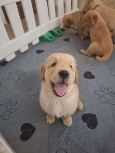 Cuccioli di golden retriever | Foto 2
