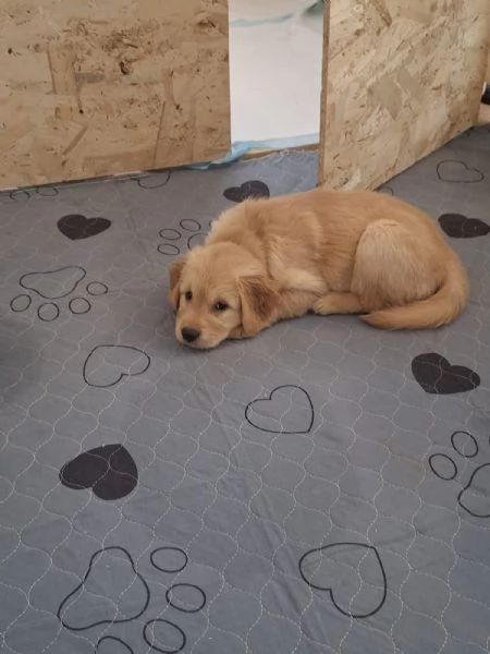 Cuccioli di golden retriever | Foto 1