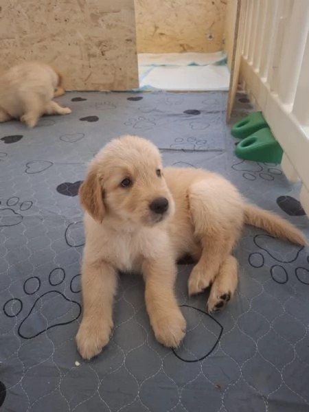 Cuccioli di golden retriever | Foto 0