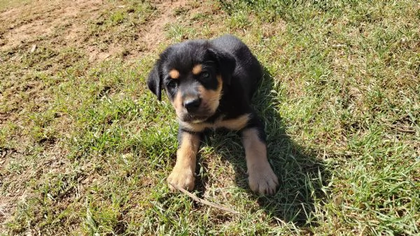 Cucciolo di rottweiler 