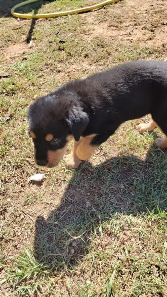 Cucciolo di rottweiler  | Foto 2
