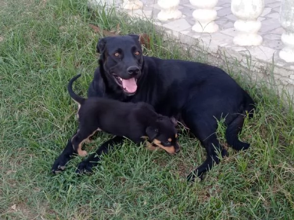 Cucciolo di rottweiler  | Foto 1