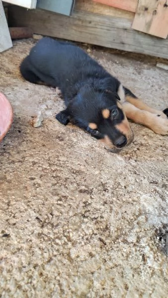 Cucciolo di rottweiler  | Foto 0
