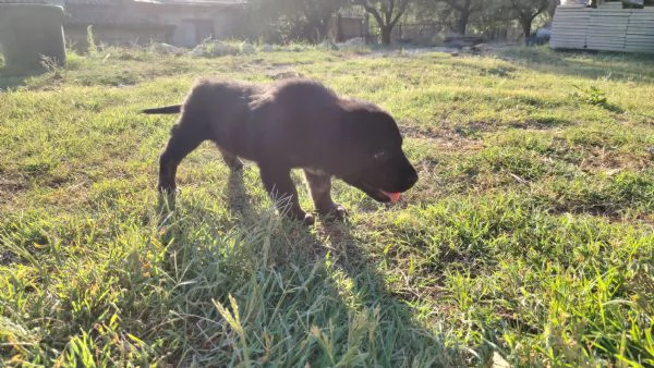 Cucciolo di meticcio maremmano