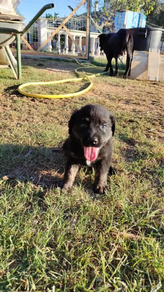 Cucciolo di meticcio maremmano | Foto 1