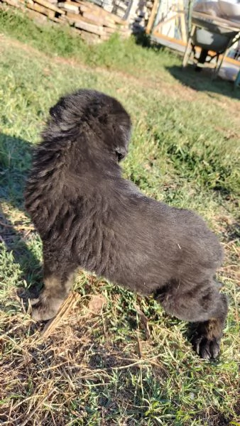 Cucciolo di meticcio maremmano | Foto 0