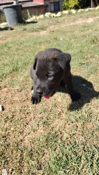 Cucciolo di labrador retriever 