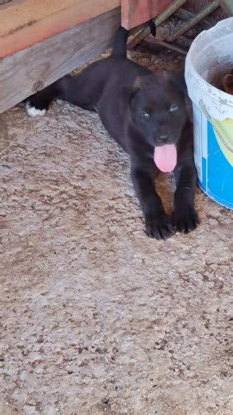Cucciolo di labrador retriever  | Foto 1