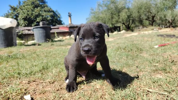 Cucciolo di labrador retriever  | Foto 0
