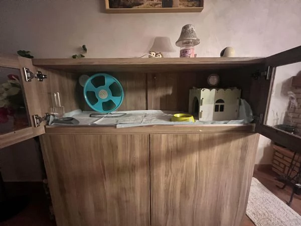 Riccio africano femmina con teca | Foto 1