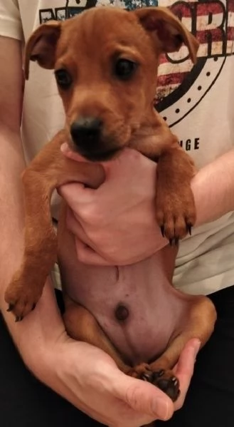 Regalo cucciolo 