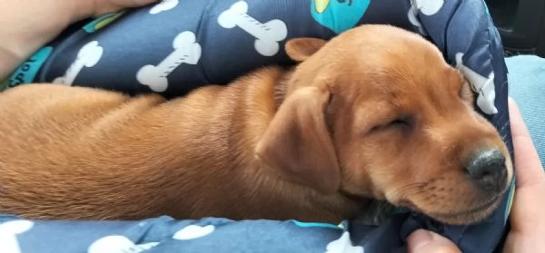 Regalo cucciolo  | Foto 1