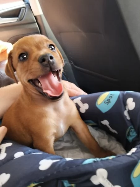 Regalo cucciolo  | Foto 0