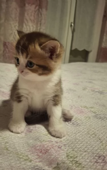 Bellissimi Cuccioli British Shorthair (2 Femmine e 1 Maschio)