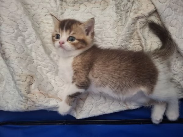 Bellissimi Cuccioli British Shorthair (2 Femmine e 1 Maschio) | Foto 6