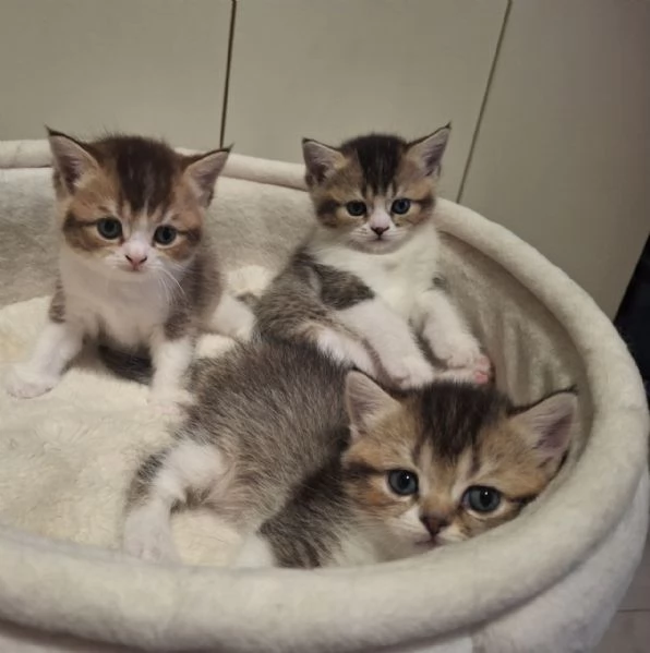 Bellissimi Cuccioli British Shorthair (2 Femmine e 1 Maschio) | Foto 5