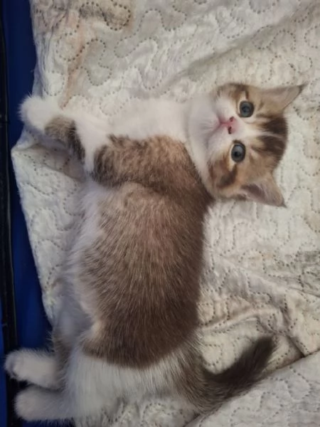 Bellissimi Cuccioli British Shorthair (2 Femmine e 1 Maschio) | Foto 4