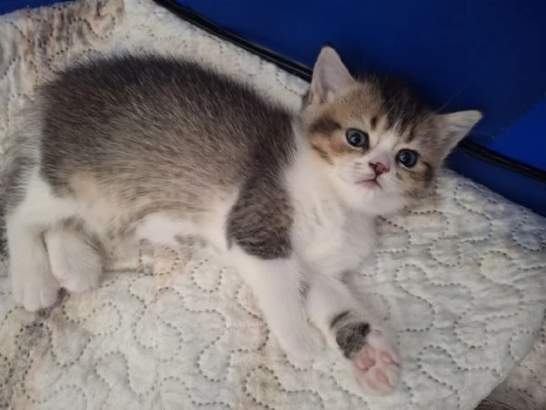 Bellissimi Cuccioli British Shorthair (2 Femmine e 1 Maschio) | Foto 3