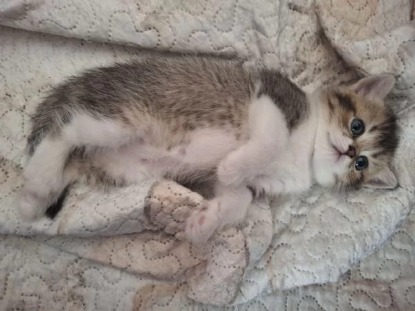 Bellissimi Cuccioli British Shorthair (2 Femmine e 1 Maschio) | Foto 2