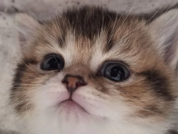 Bellissimi Cuccioli British Shorthair (2 Femmine e 1 Maschio) | Foto 1