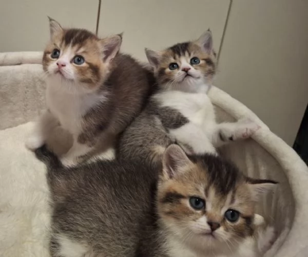 Bellissimi Cuccioli British Shorthair (2 Femmine e 1 Maschio) | Foto 0