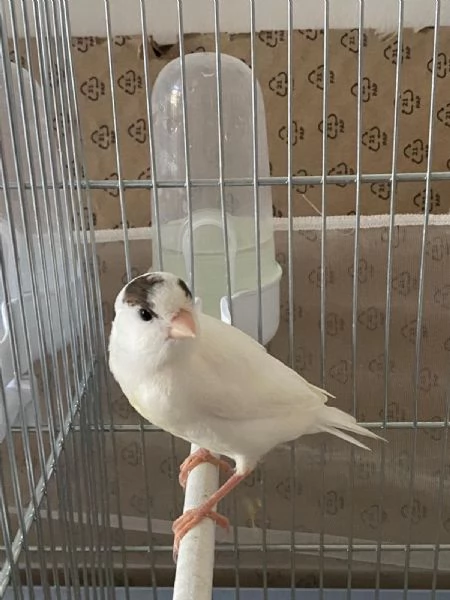 Vendo Canarini