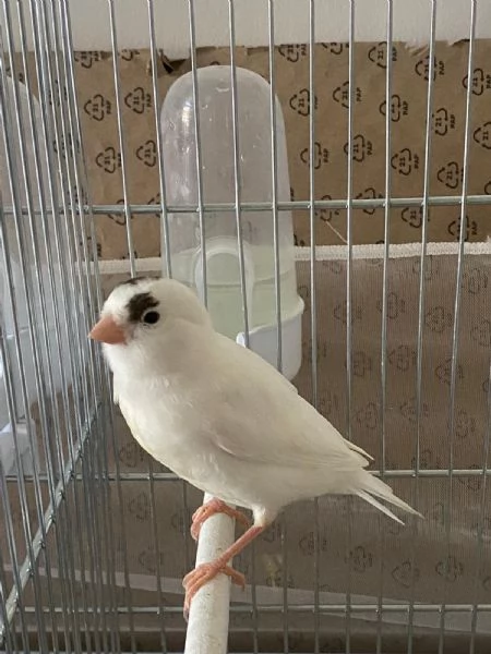 Vendo Canarini | Foto 0